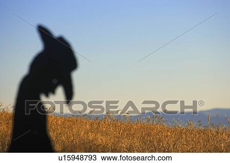 Silhouette of rancher and hay crop View Large Photo Image Stock Image - Silhouette of rancher and hay crop. Fotosearch