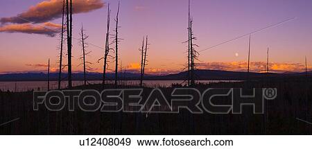 Silhouette of tree against sunrise/set and lake View Large Photo Image Stock Photo - Silhouette of tree against sunrise/set and lake. Fotosearch
