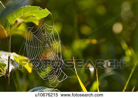 Stock Photography - Spiderweb. Fotosearch