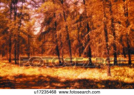 Trees in autumn View Large Photo Image Stock Photo - Trees in autumn. Fotosearch
