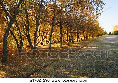Stock Photograph - Trees in autumn. Fotosearch