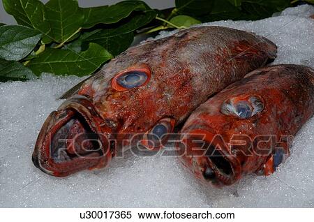 Stock Photography - Two fish on ice. Fotosearch
