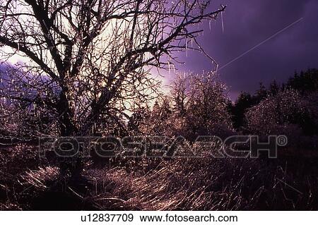 Stock Photo - Very cold tree. Fotosearch
