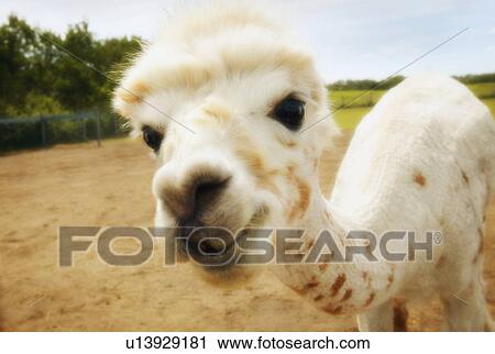 Stock Image - White llama. Fotosearch