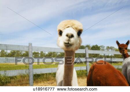 Stock Photo - Young llama. Fotosearch