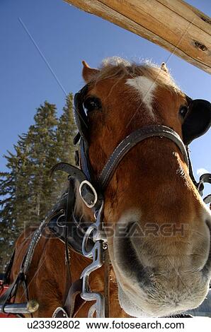 A carriage horse in winter View Large Photo Image Stock Image - A carriage horse in winter. Fotosearch