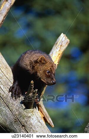 A Fisher, a weasel-type animal, in tree View Large Photo Image Stock Image - A Fisher, a weasel-type animal, in tree. Fotosearch
