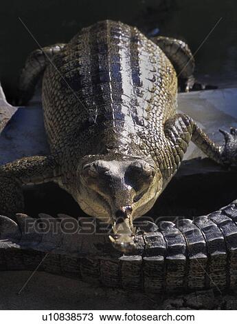 Aligator in the sunlight View Large Photo Image Stock Image - Aligator in the sunlight. Fotosearch