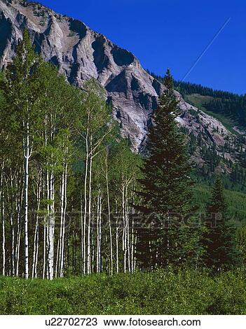 Stock Image - Aspen trees in summer foliage, Gunnison National Forest. Fotosearch