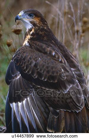 Augur buzzard View Large Photo Image Stock Photo - Augur buzzard. Fotosearch