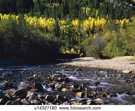 Stock Image - Autumn aspens along Cottonwood Creek, San Isabel National Forest. Fotosearch