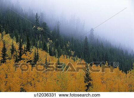 Stock Image - Autumn colors in mountain fog. Fotosearch