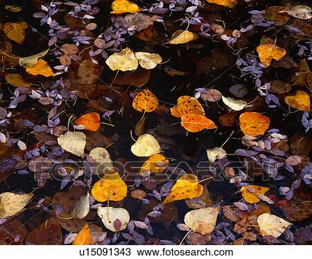 Autumn leaves floating on water View Large Photo Image Stock Image - Autumn leaves floating on water. Fotosearch