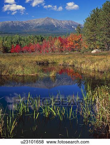 Autumn maple trees in bog, Mount Katahdin, Baxter State Park View Large Photo Image Stock Photo - Autumn maple trees in bog, Mount Katahdin, Baxter State Park. Fotosearch