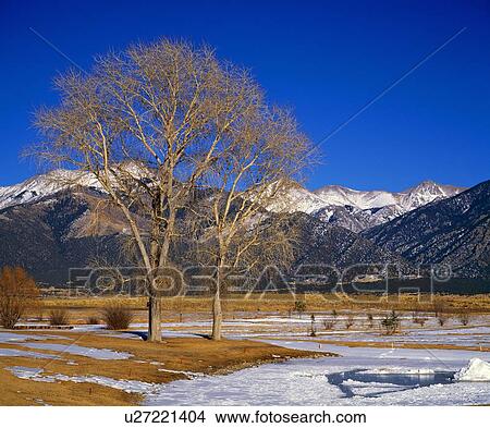 Bare trees in winter, Colorado Rocky Mountains View Large Photo Image Picture - Bare trees in winter, Colorado Rocky Mountains. Fotosearch