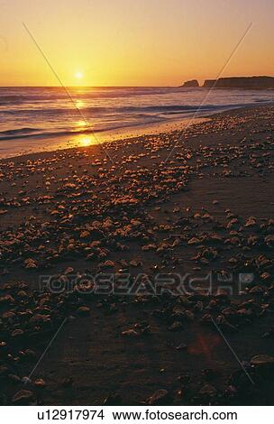 Picture - Beach sunset. Fotosearch