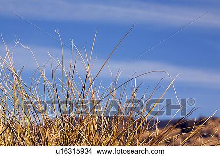 Bear grass View Large Photo Image Picture - Bear grass. Fotosearch