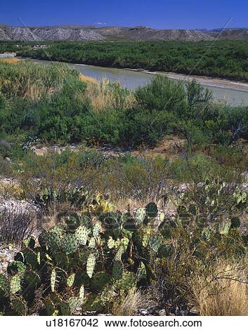 Beavertail cacti near riverbank View Large Photo Image Stock Image - Beavertail cacti near riverbank. Fotosearch
