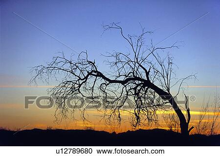Bent, leafless tree silhouette at sunset View Large Photo Image Stock Image - Bent, leafless tree silhouette at sunset. Fotosearch