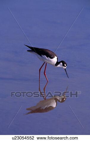 Black-necked stilt bird foraging in water View Large Photo Image Stock Image - Black-necked stilt bird foraging in water. Fotosearch