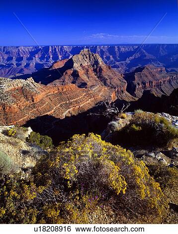 Stock Photograph - Blooming rabbitbush, Vishnu Temple, Grand Canyon National Park. Fotosearch