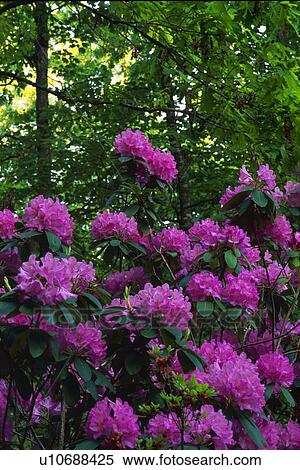 Stock Photography - Blooming Rhododendron flowers. Fotosearch