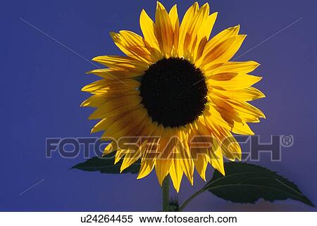 Blooming sunflower View Large Photo Image Stock Photography - Blooming sunflower. Fotosearch