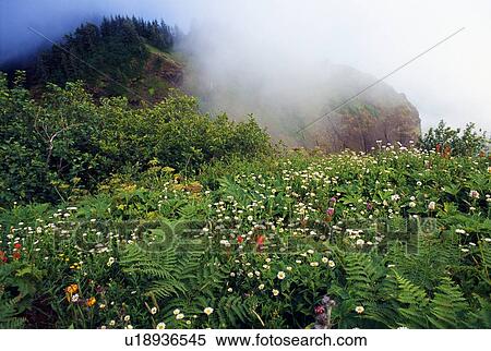 Stock Photography - Blooming wildflowers, ferns and fog, Saddle Mountain State Park. Fotosearch