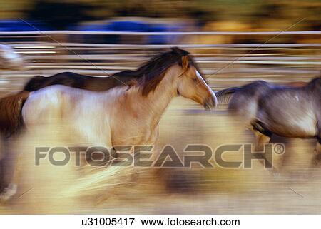Stock Photo - Blurred view of horses running through dusty early morning light. Fotosearch