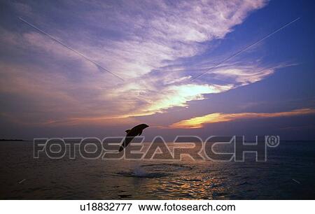 Bottlenose dolphin leaping at sunset, Caribbean Sea View Large Photo Image Stock Photo - Bottlenose dolphin leaping at sunset, Caribbean Sea. Fotosearch