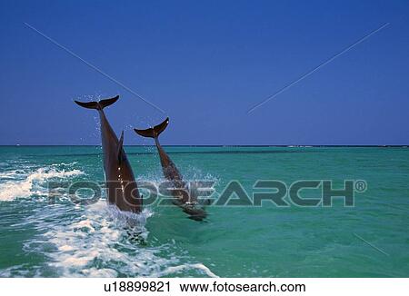 Stock Image - Bottlenose dolphins diving, Caribbean Sea. Fotosearch