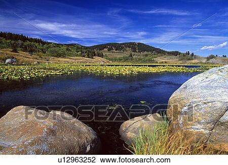 Boulders on Lily Pond, Beartooth Mountains View Large Photo Image Stock Image - Boulders on Lily Pond, Beartooth Mountains. Fotosearch
