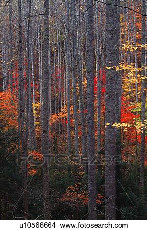 Bright leaves and trees View Large Photo Image Picture - Bright leaves and trees. Fotosearch