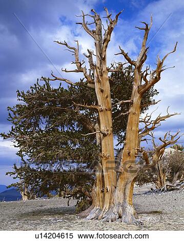 Bristlecone pine trees View Large Photo Image Stock Photography - Bristlecone pine trees. Fotosearch