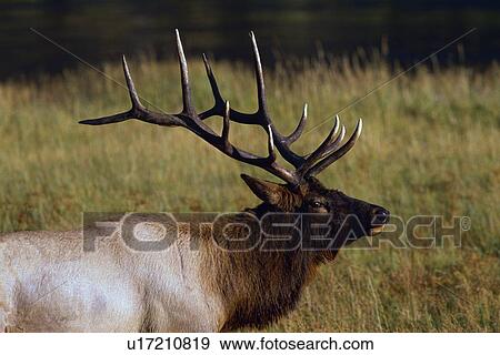 Stock Photo - Bull elk. Fotosearch