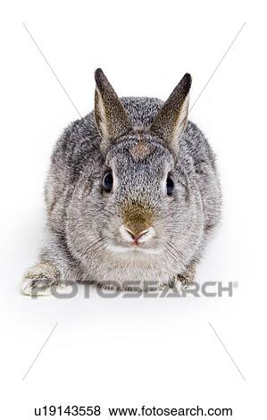 Stock Photo - Bunny Rabbit. Fotosearch