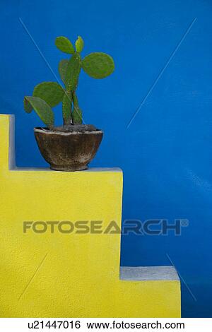 Cactus plant and design View Large Photo Image Stock Photograph - Cactus plant and design. Fotosearch