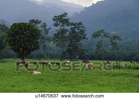 Stock Photo - Cattle grazing in field. Fotosearch