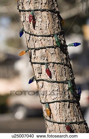Christmas lights on tree trunk View Large Photo Image Stock Image - Christmas lights on tree trunk. Fotosearch