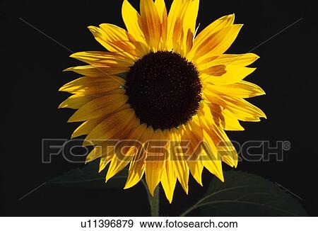 Stock Photo - Close-up of blooming sunflower. Fotosearch