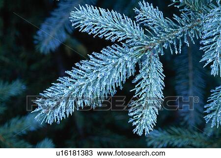 Stock Image - Close up of frozen pine needles. Fotosearch