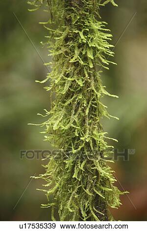 Stock Photo - Close up of moss on tree branch. Fotosearch
