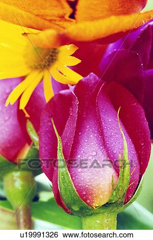 Close-up of rose bud and blooming yellow flowers View Large Photo Image Stock Photograph - Close-up of rose bud and blooming yellow flowers. Fotosearch