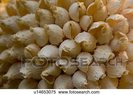 Close up of shells View Large Photo Image Stock Photography - Close up of shells. Fotosearch
