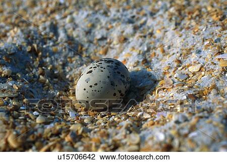 Stock Image - Close-up of spotted egg. Fotosearch
