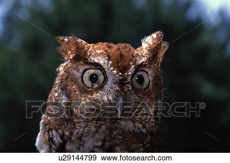 Close-up portrait of screech owl View Large Photo Image Stock Photo - Close-up portrait of screech owl. Fotosearch