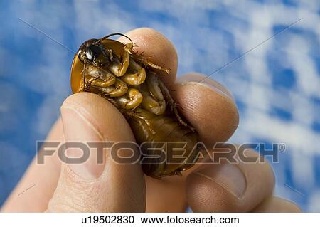 Stock Image - Closeup of a bug. Fotosearch