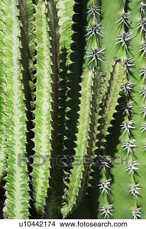 Closeup of a cactus View Large Photo Image Picture - Closeup of a cactus. Fotosearch
