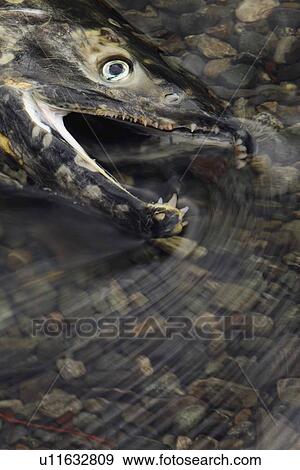 Stock Photo - Closeup of a fish head. Fotosearch