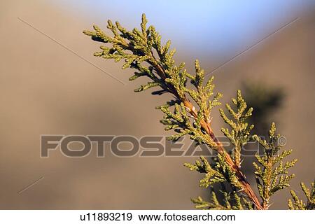 Closeup of a juniper View Large Photo Image Stock Photo - Closeup of a juniper. Fotosearch